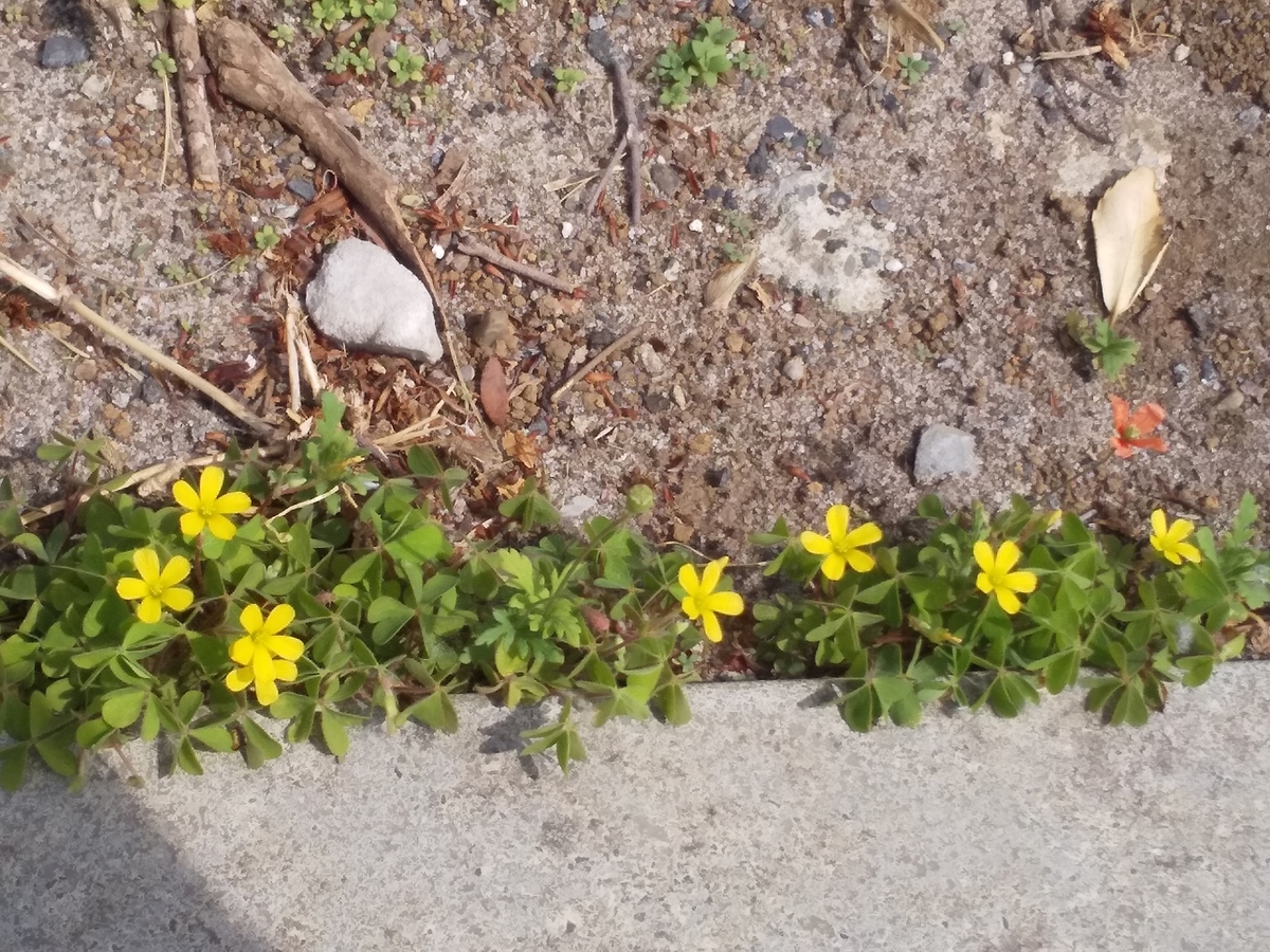 f:id:egotamorinoie:20190420143826j:plain f:id:egotamorinoie:20190420143826j:plain