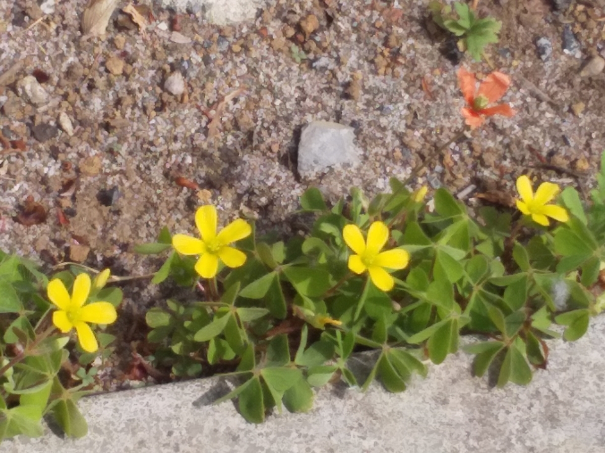 f:id:egotamorinoie:20190420143840j:plain f:id:egotamorinoie:20190420143840j:plain