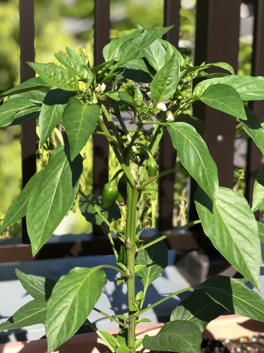 f:id:egotamorinoie:20190524163344j:plain f:id:egotamorinoie:20190524163344j:plain