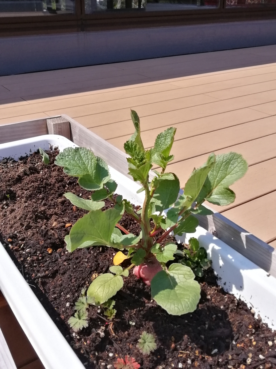 f:id:egotamorinoie:20200326151119j:plain
