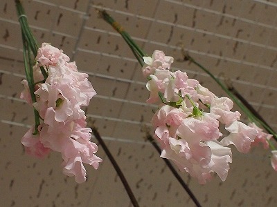 f:id:egumichan:20210213212338j:plain