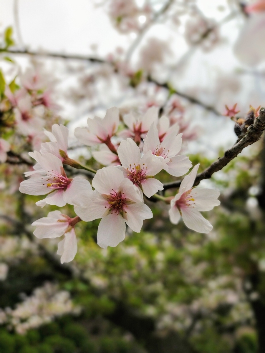 f:id:ehimeno:20210406150548j:plain