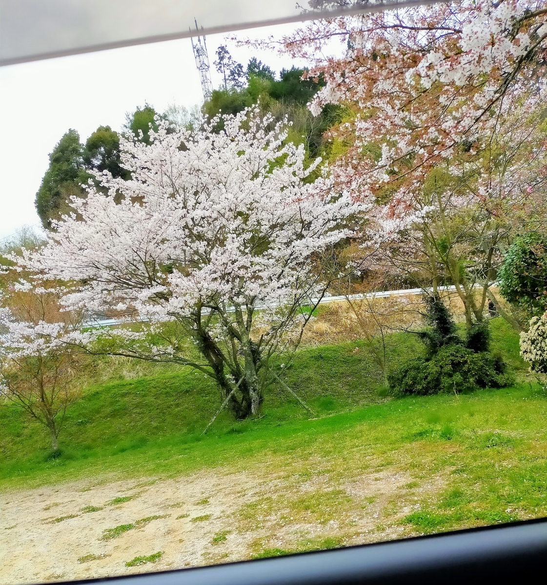 f:id:ehimeno:20210406161723j:plain