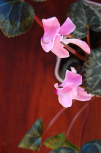 f:id:ehonbank:20110308022218j:image