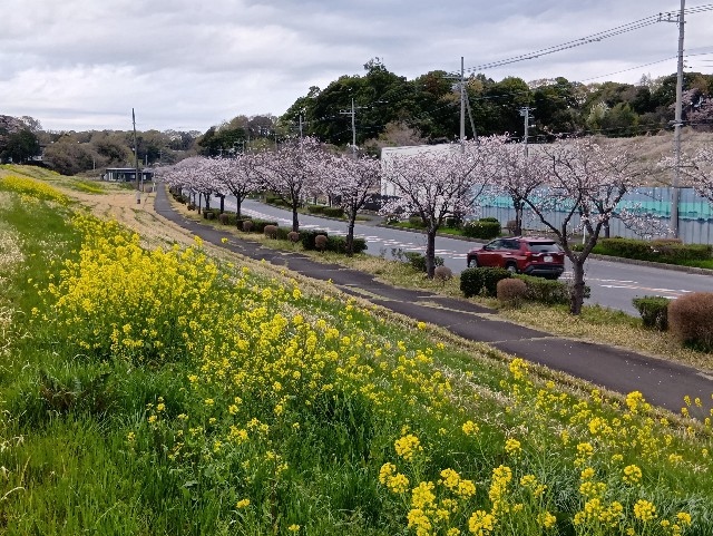 f:id:ei-ei-ou:20250407225350j:image