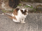 f:id:eichi44:20070605002039j:image