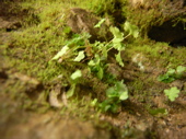 f:id:eichi44:20090504165133j:image