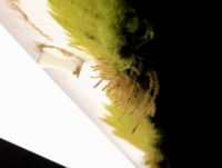 f:id:eichi44:20090506213444j:image