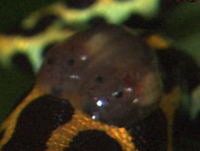 f:id:eichi44:20120521234711p:image