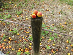 f:id:eichi44:20220227084212j:image