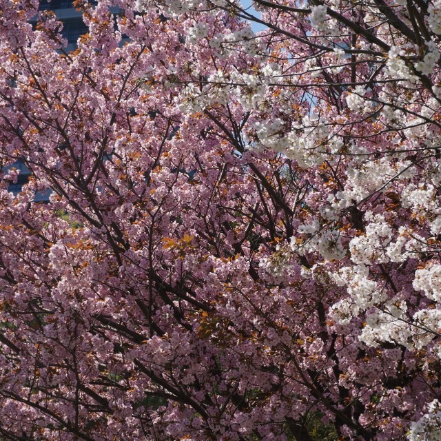 f:id:eiei32:20190410075014j:image