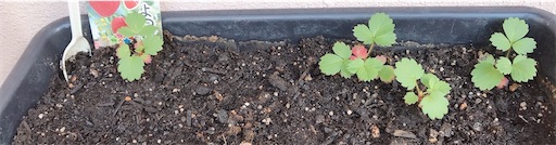 f:id:eieiou55:20211208154732j:image