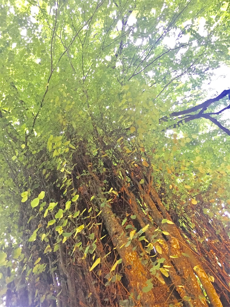 f:id:eightmillefeuille:20171027020623j:image