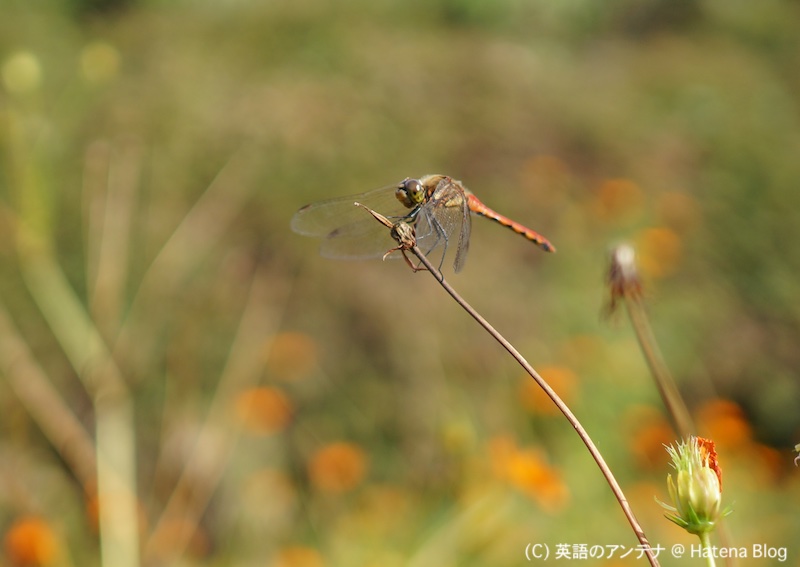 A photo of a dragonfly