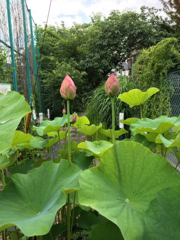 f:id:eigon:20140701125258j:image:w360