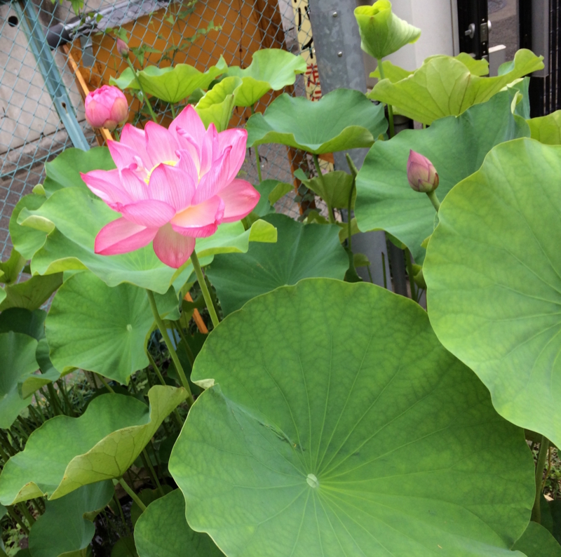 f:id:eigon:20160705103503j:image:w360