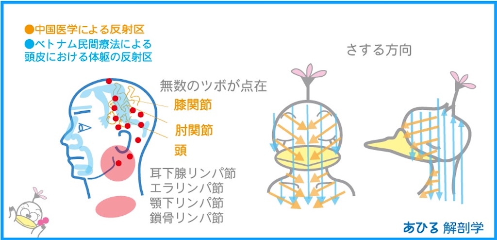 顔反射区 ベトナム民間医療 Eigonだって泳ぎたい あひる解剖学 顔反射区 ベトナム民間医療 Eigonだって泳ぎたい あひる解剖学