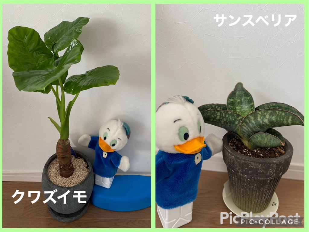 f:id:eigon:20210507115122j:image