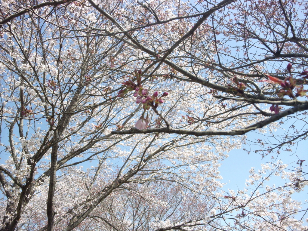 f:id:eiji-chan:20180331194955j:plain