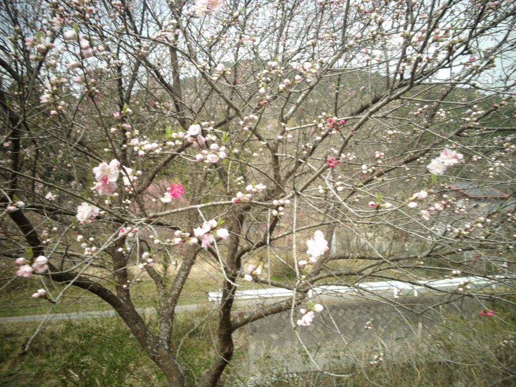 f:id:eiji-chan:20180403202233j:plain