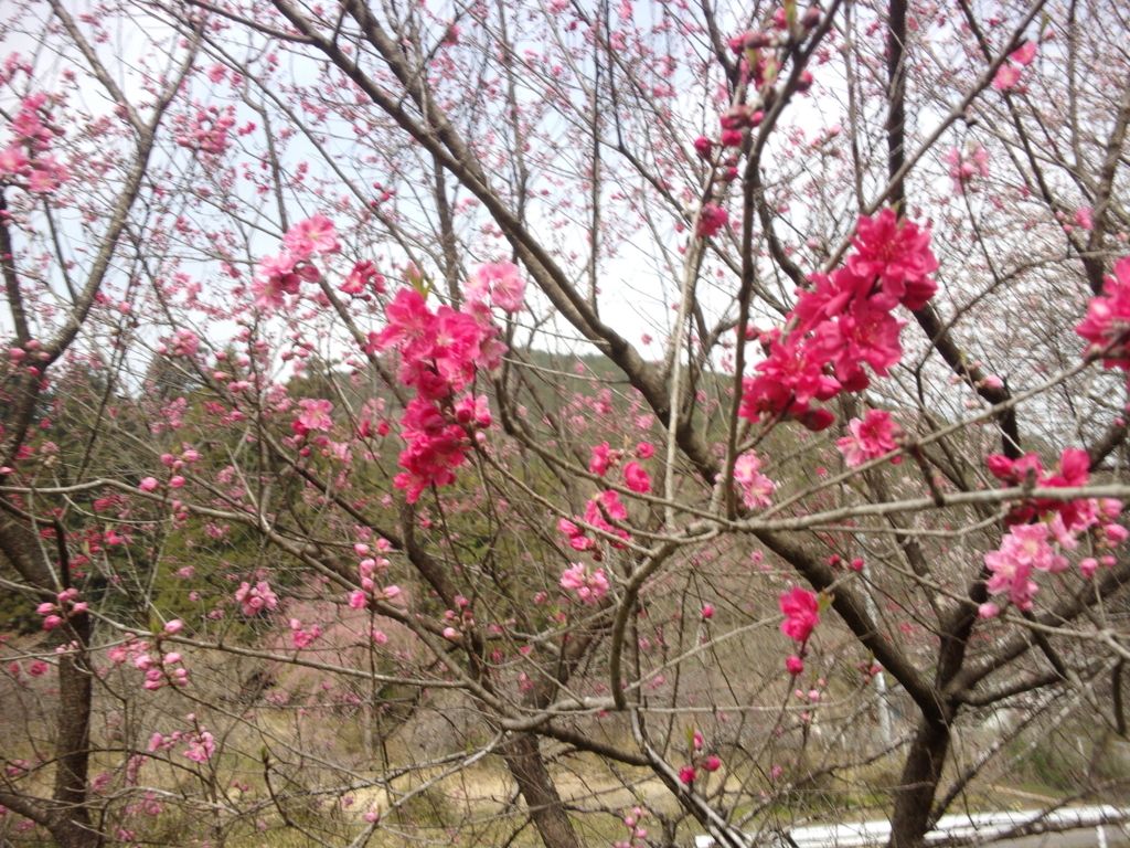f:id:eiji-chan:20180403202310j:plain