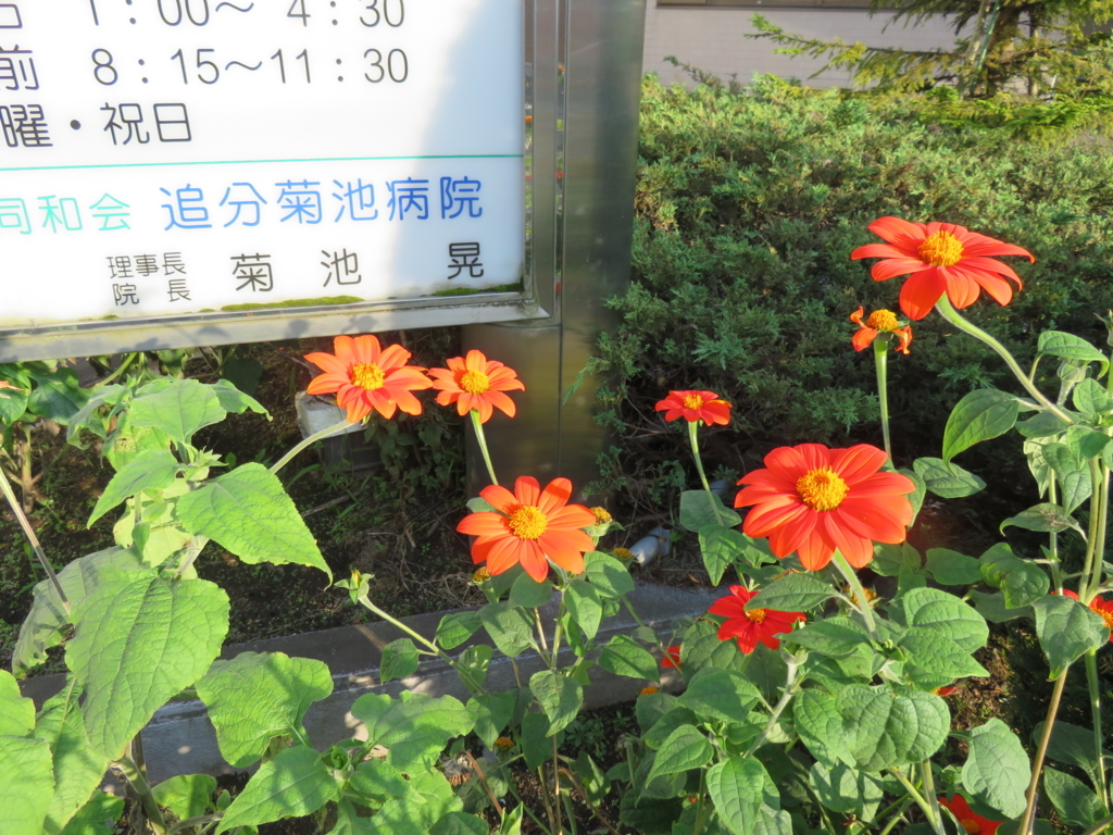 f:id:eiji-chan:20180827154808j:plain f:id:eiji-chan:20180827154808j:plain