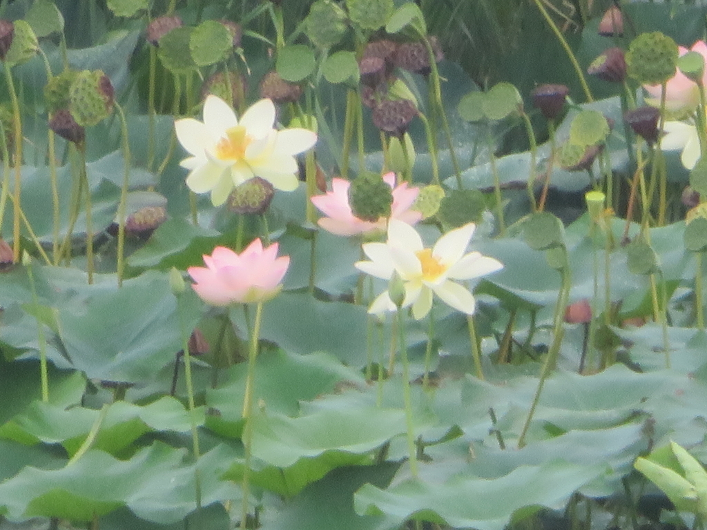f:id:eiji-chan:20180901084408j:plain