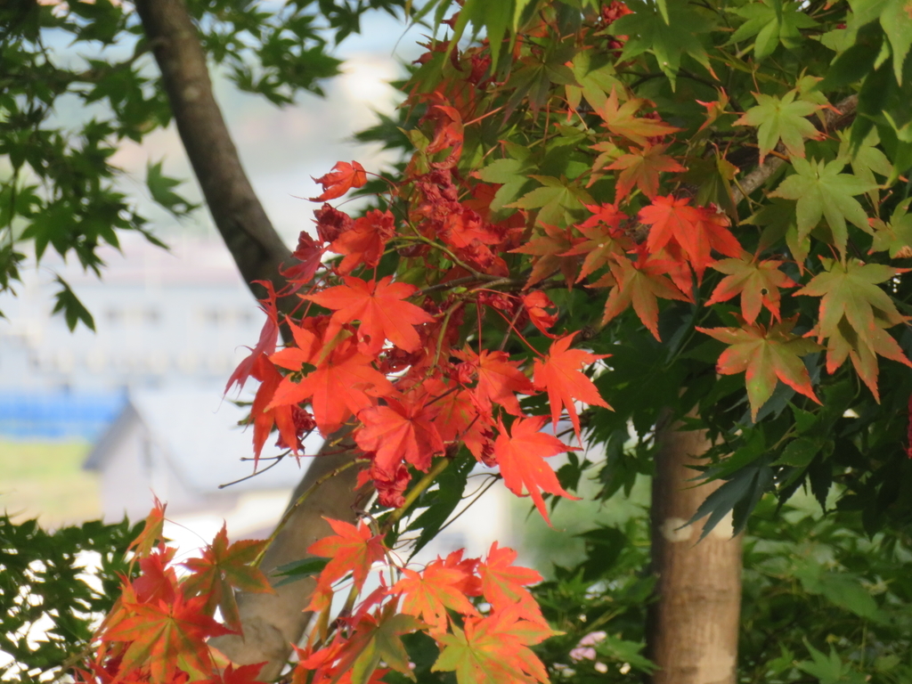 f:id:eiji-chan:20181007111751j:plain