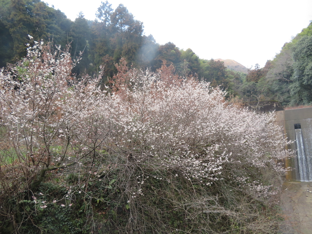 f:id:eiji-chan:20190301195924j:plain f:id:eiji-chan:20190301195924j:plain