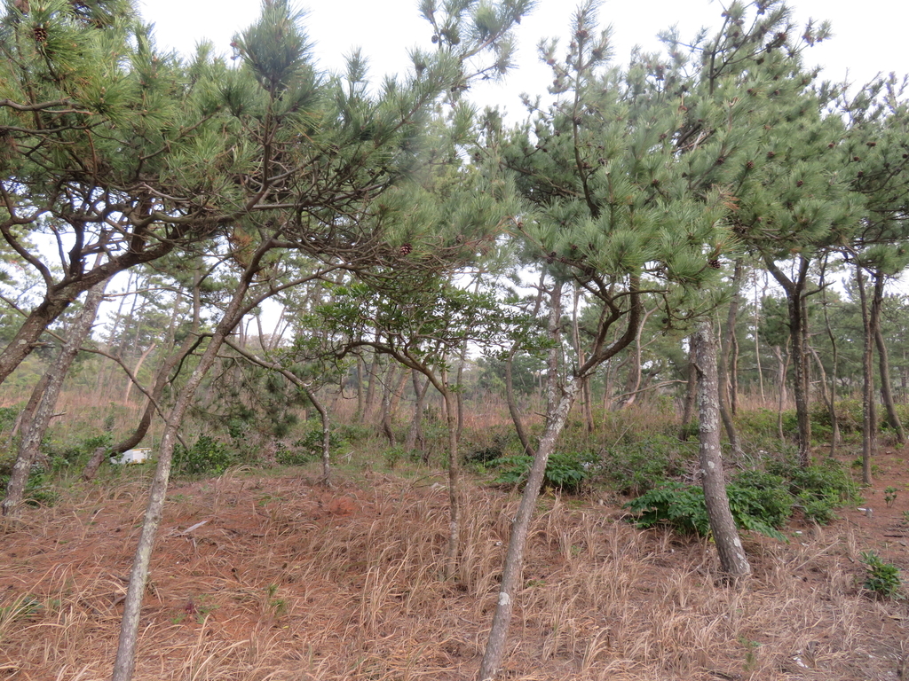 f:id:eiji-chan:20190303155358j:plain