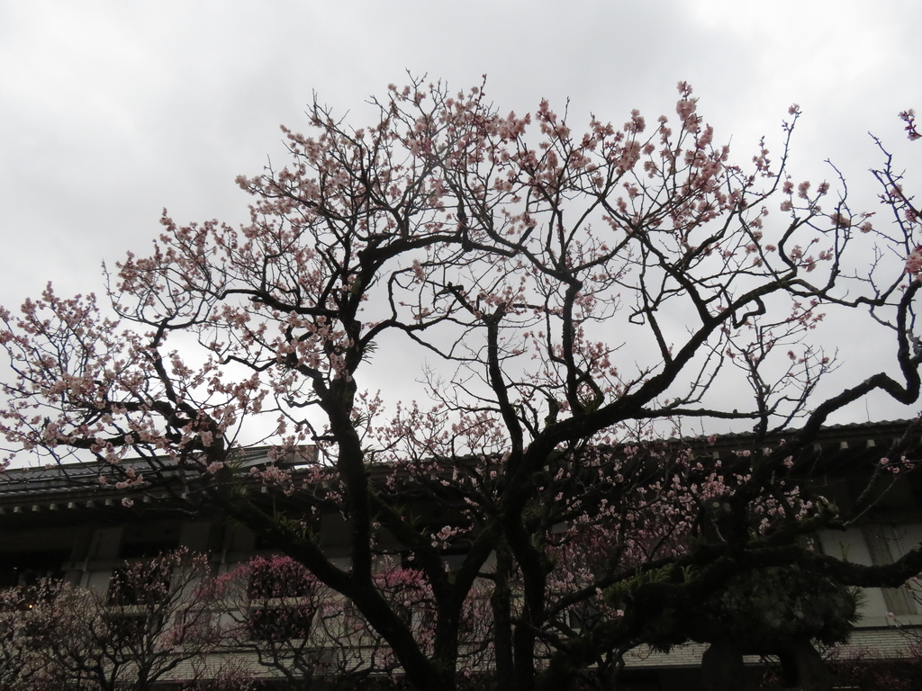 f:id:eiji-chan:20190305170926j:plain