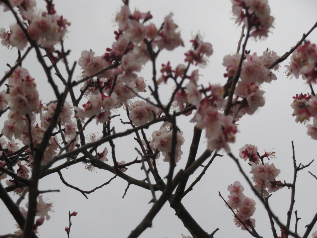 f:id:eiji-chan:20190305170957j:plain
