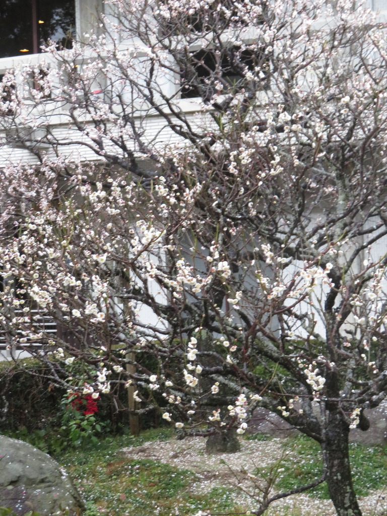 f:id:eiji-chan:20190305171115j:plain