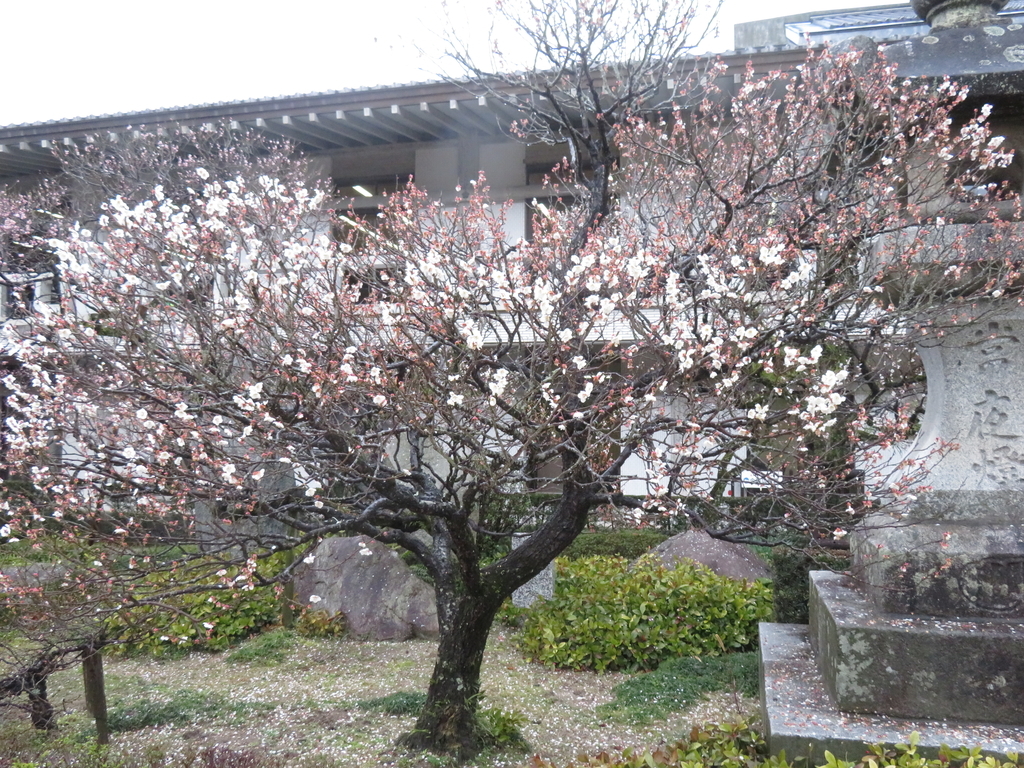 f:id:eiji-chan:20190305171232j:plain