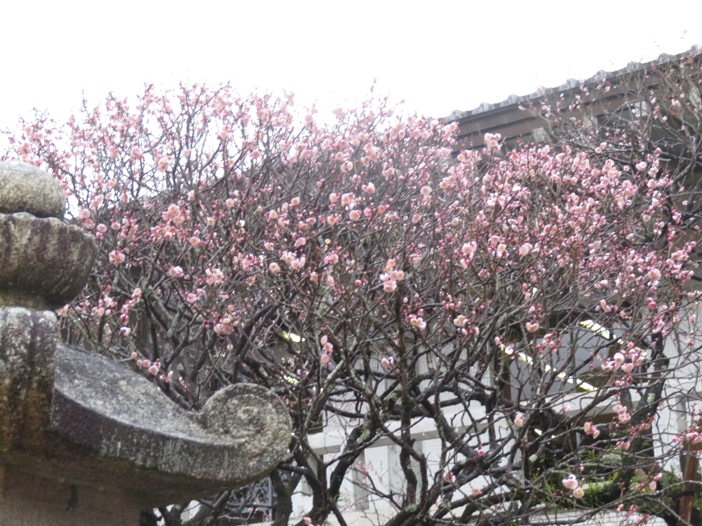 f:id:eiji-chan:20190305175120j:plain