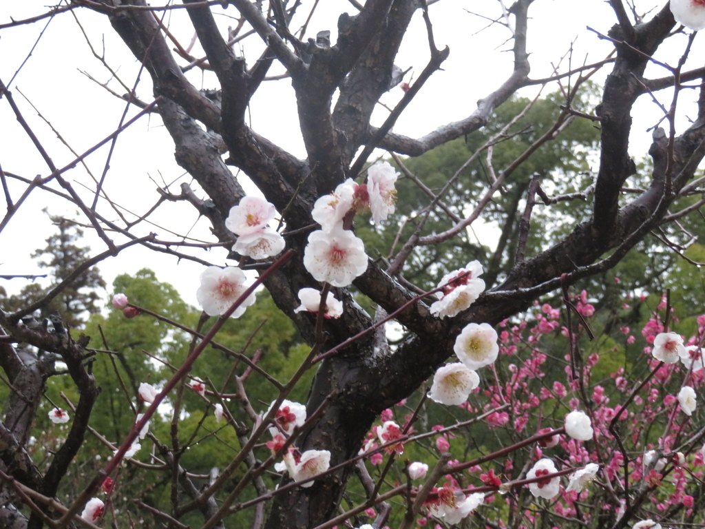 f:id:eiji-chan:20190305175629j:plain