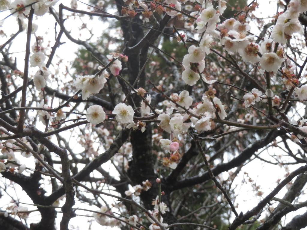 f:id:eiji-chan:20190305175743j:plain