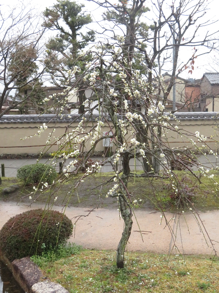 f:id:eiji-chan:20190305175824j:plain