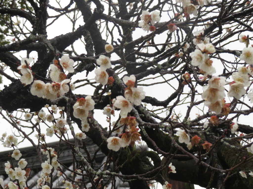 f:id:eiji-chan:20190305175917j:plain