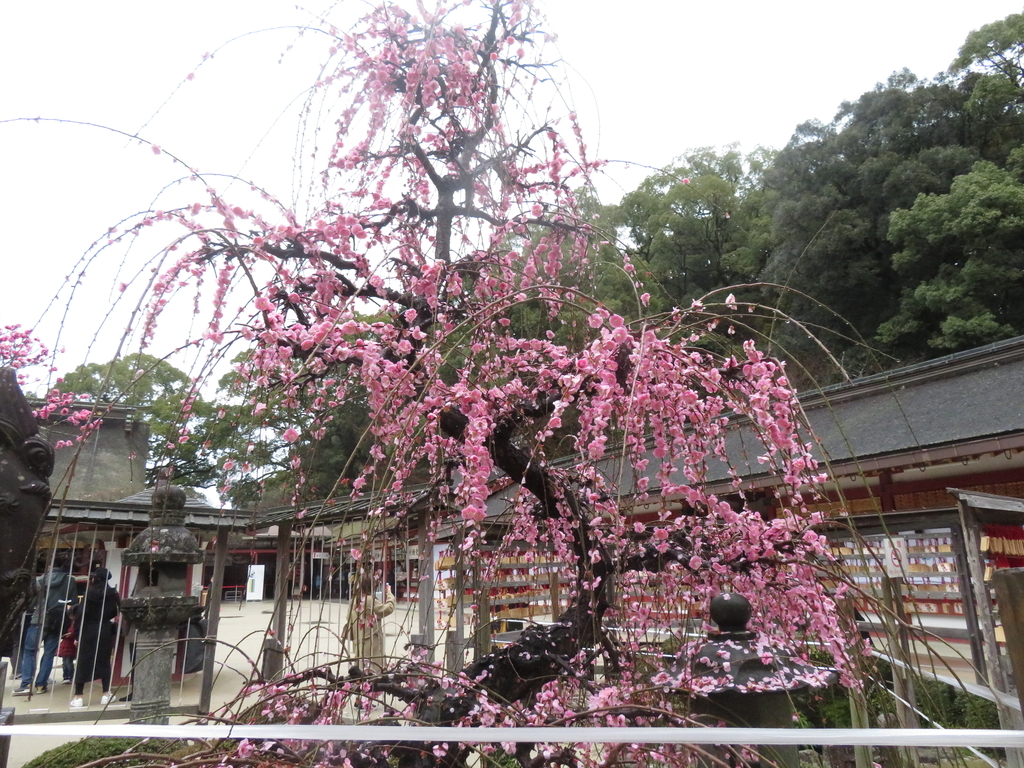 f:id:eiji-chan:20190305180309j:plain