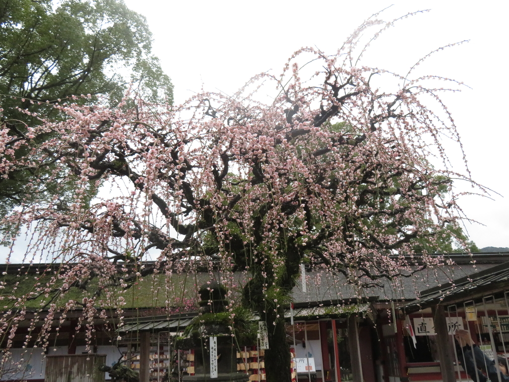 f:id:eiji-chan:20190305180541j:plain