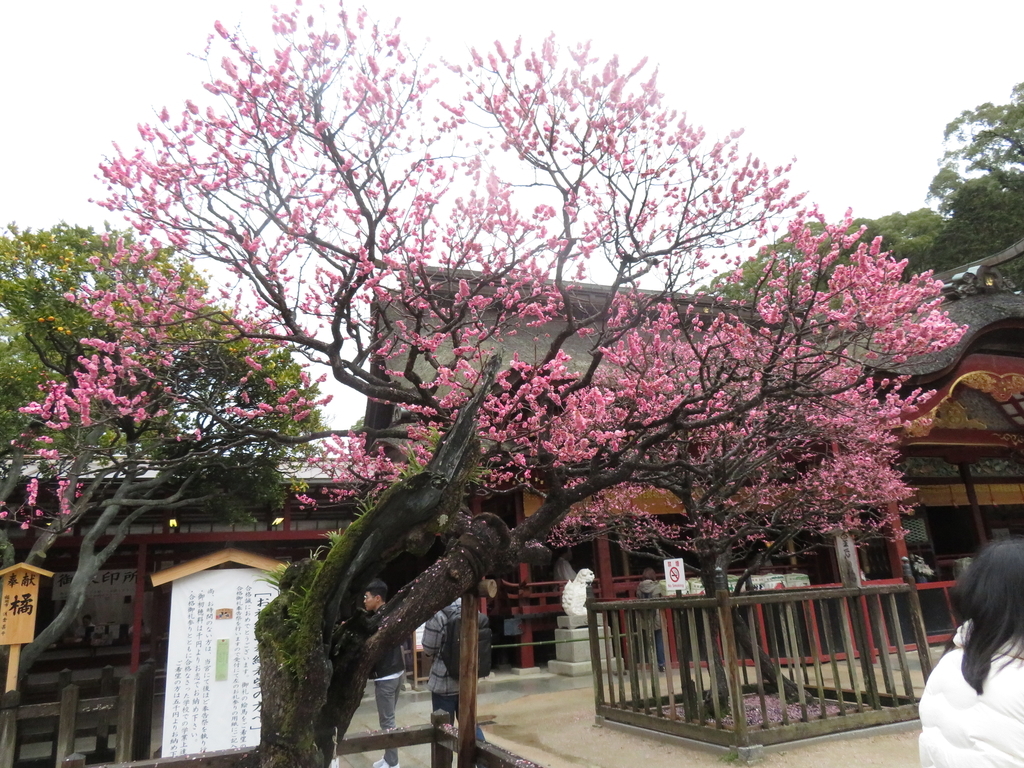 f:id:eiji-chan:20190305181213j:plain