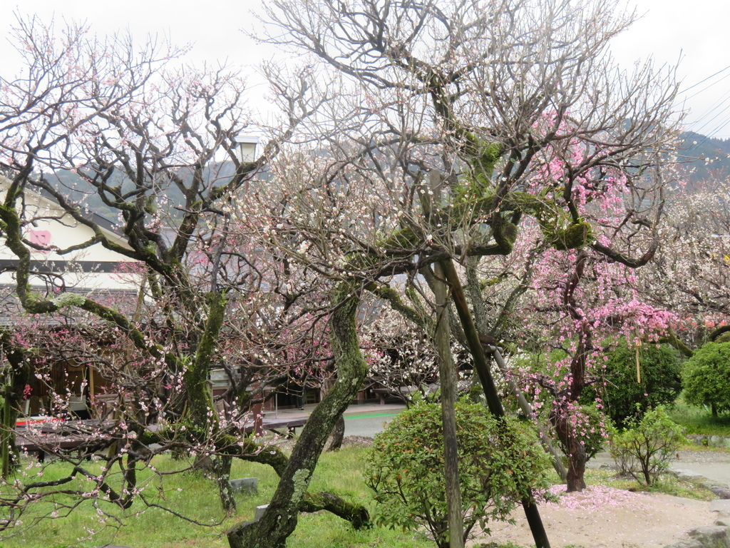 f:id:eiji-chan:20190305181403j:plain