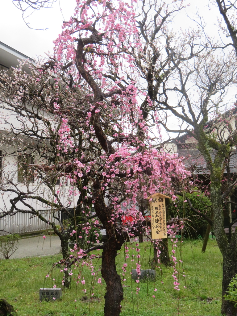 f:id:eiji-chan:20190305181457j:plain