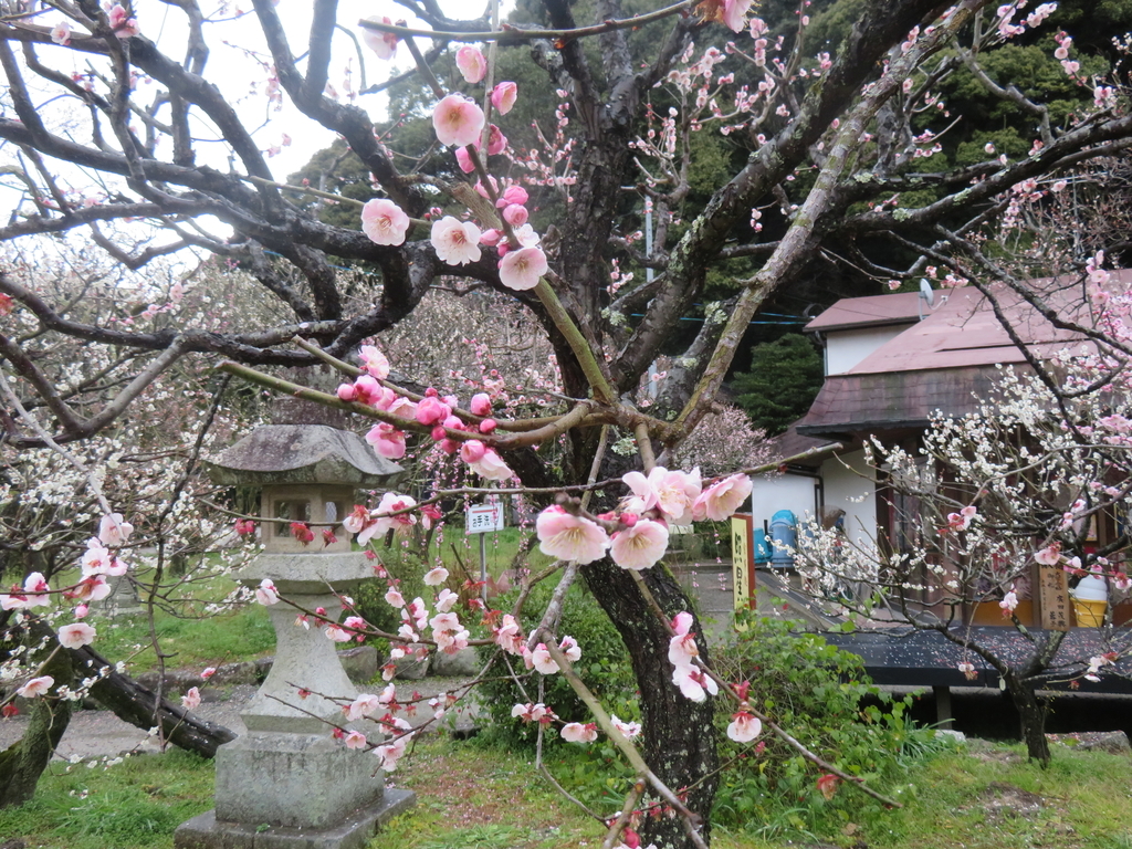 f:id:eiji-chan:20190305181725j:plain