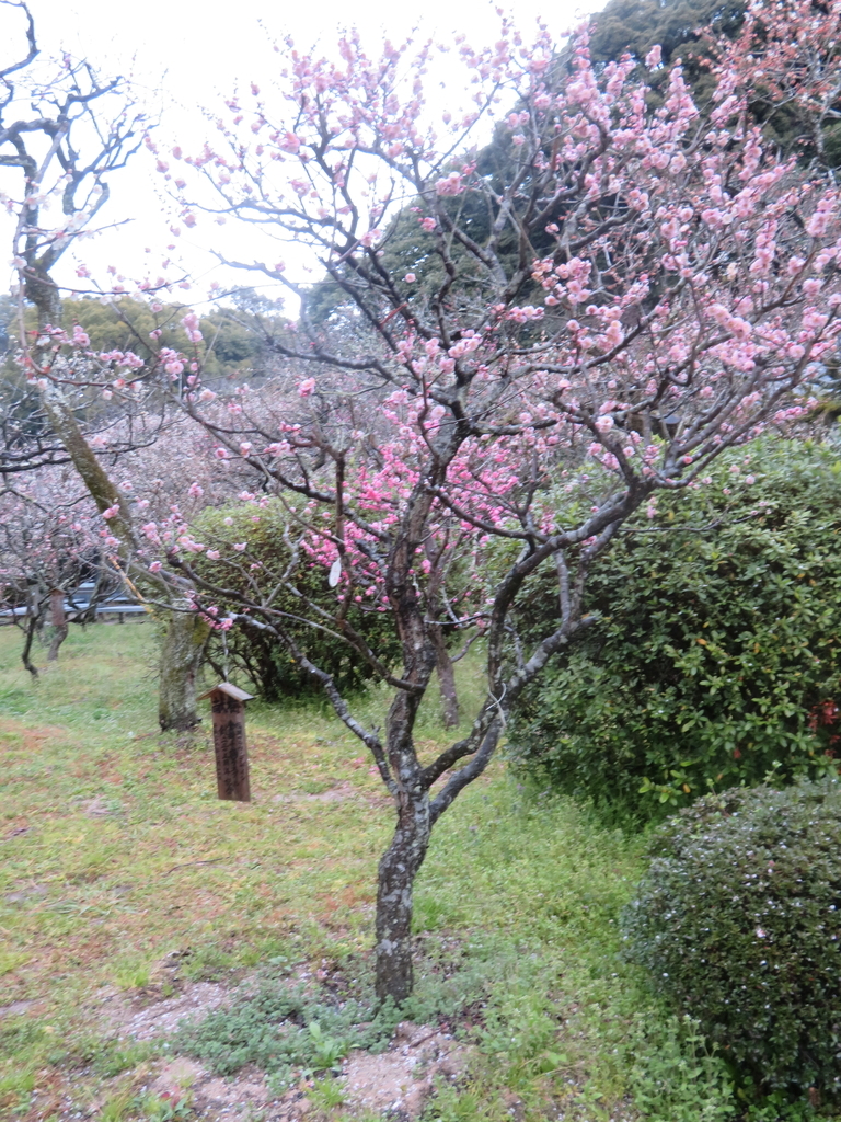 f:id:eiji-chan:20190305181937j:plain