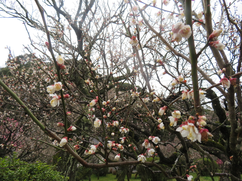 f:id:eiji-chan:20190305182057j:plain