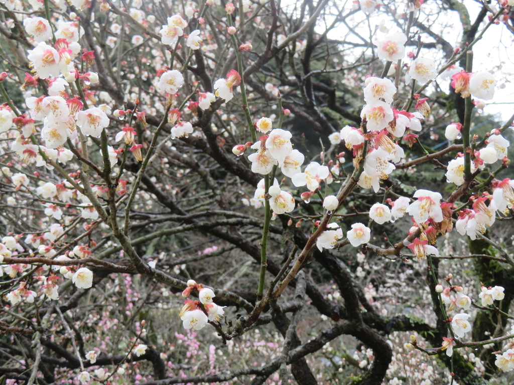 f:id:eiji-chan:20190305182138j:plain