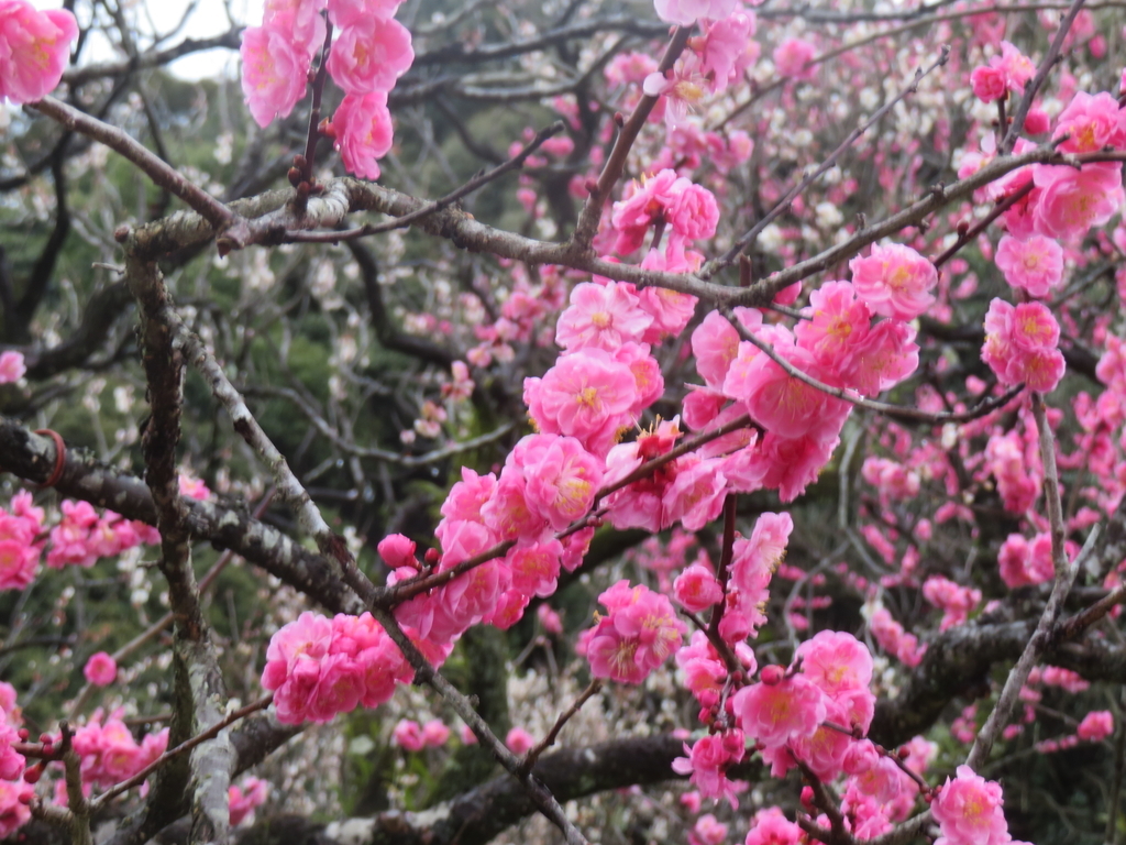 f:id:eiji-chan:20190305182324j:plain