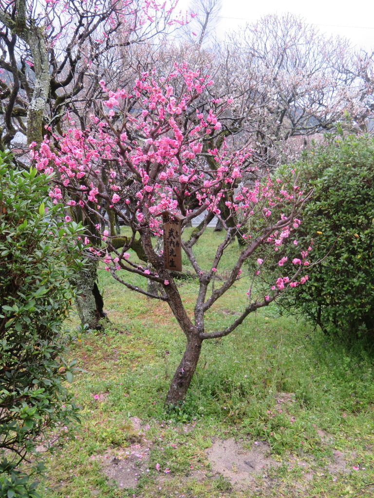 f:id:eiji-chan:20190305182400j:plain